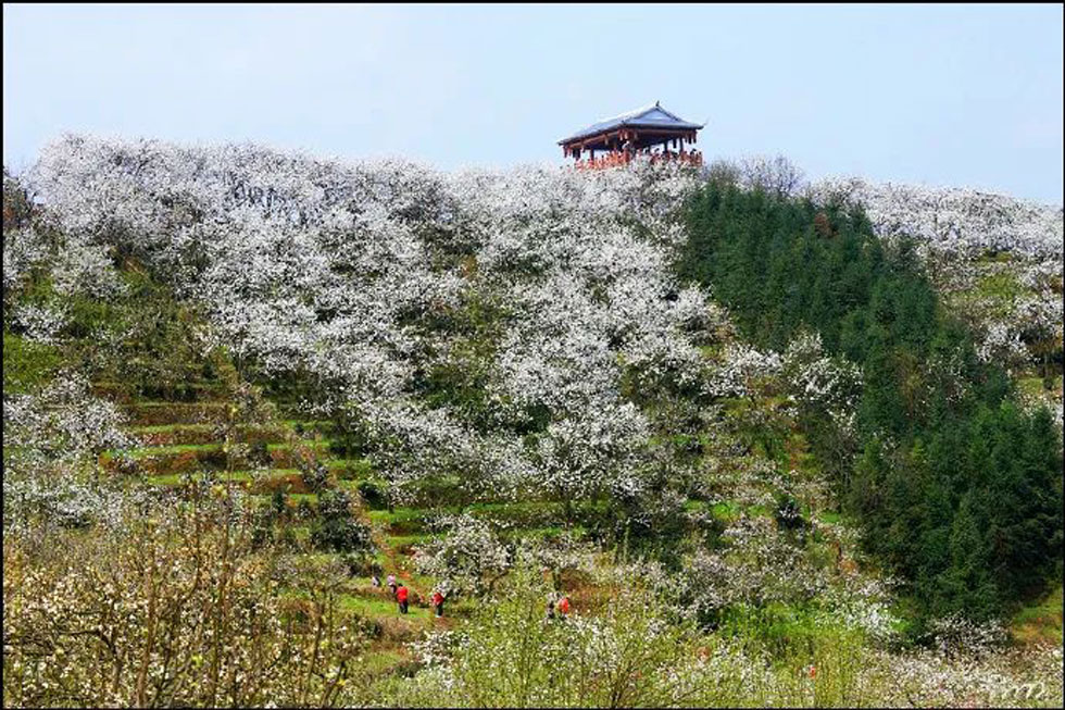【春天，广西桂林灌阳县向您发出邀请！】我们在灌阳看梨花 - 游山玩水 - 临汾生活社区 - 临汾28生活网 linfen.28life.net