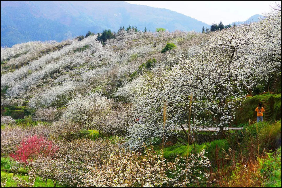 【春天，广西桂林灌阳县向您发出邀请！】我们在灌阳看梨花 - 游山玩水 - 临汾生活社区 - 临汾28生活网 linfen.28life.net