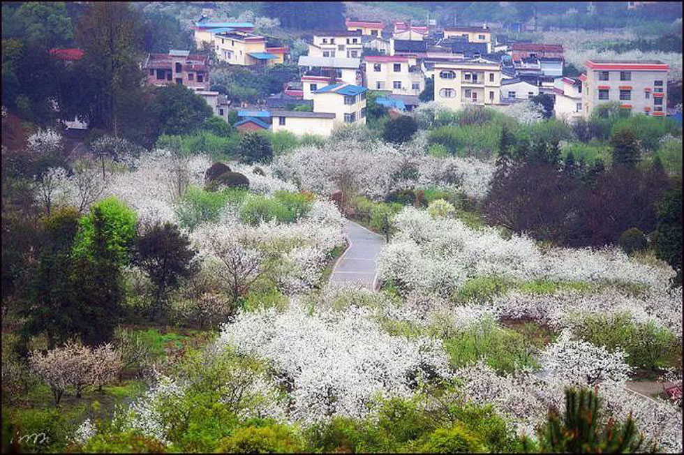 【春天，广西桂林灌阳县向您发出邀请！】我们在灌阳看梨花 - 游山玩水 - 临汾生活社区 - 临汾28生活网 linfen.28life.net
