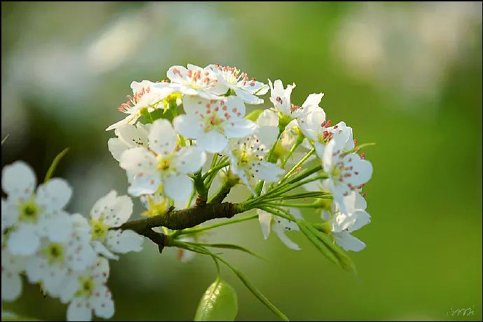 【春天，广西桂林灌阳县向您发出邀请！】我们在灌阳看梨花 - 游山玩水 - 临汾生活社区 - 临汾28生活网 linfen.28life.net