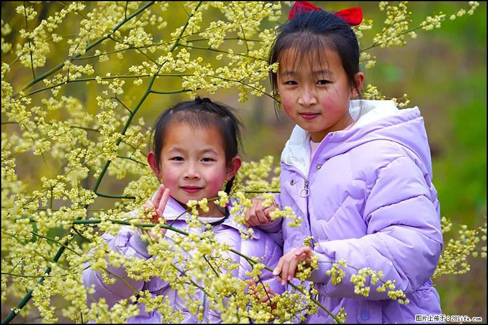 【春天，广西桂林灌阳县向您发出邀请！】米珠山前有片山苍子花在飘香 - 游山玩水 - 临汾生活社区 - 临汾28生活网 linfen.28life.net
