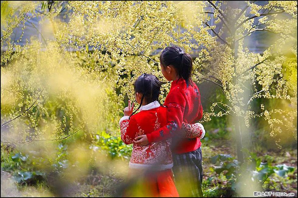 【春天，广西桂林灌阳县向您发出邀请！】米珠山前有片山苍子花在飘香 - 游山玩水 - 临汾生活社区 - 临汾28生活网 linfen.28life.net