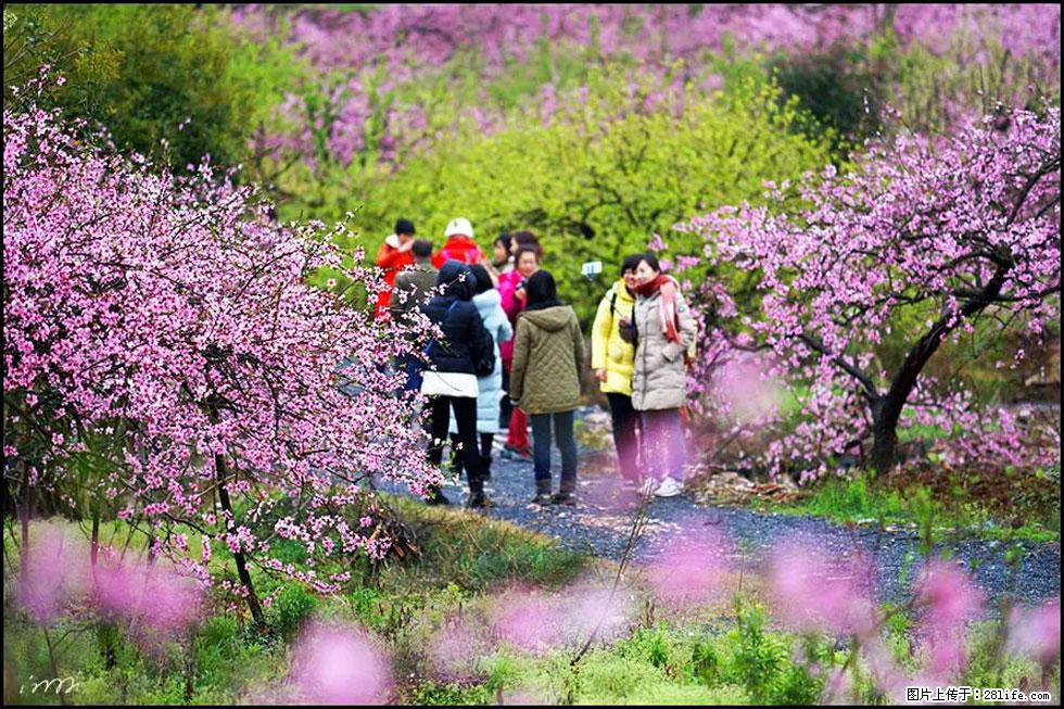 【春天，广西桂林灌阳县向您发出邀请！】官庄村有个醉美的桃花园 - 游山玩水 - 临汾生活社区 - 临汾28生活网 linfen.28life.net