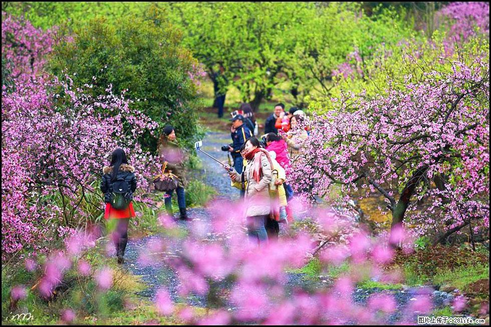 【春天，广西桂林灌阳县向您发出邀请！】官庄村有个醉美的桃花园 - 游山玩水 - 临汾生活社区 - 临汾28生活网 linfen.28life.net