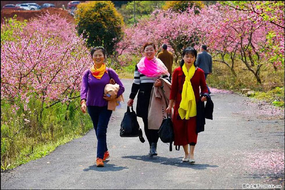 【春天，广西桂林灌阳县向您发出邀请！】官庄村有个醉美的桃花园 - 游山玩水 - 临汾生活社区 - 临汾28生活网 linfen.28life.net