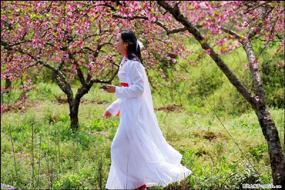 【春天，广西桂林灌阳县向您发出邀请！】官庄村有个醉美的桃花园 - 游山玩水 - 临汾生活社区 - 临汾28生活网 linfen.28life.net