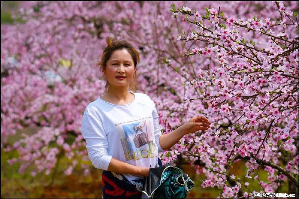 【春天，广西桂林灌阳县向您发出邀请！】官庄村有个醉美的桃花园 - 游山玩水 - 临汾生活社区 - 临汾28生活网 linfen.28life.net