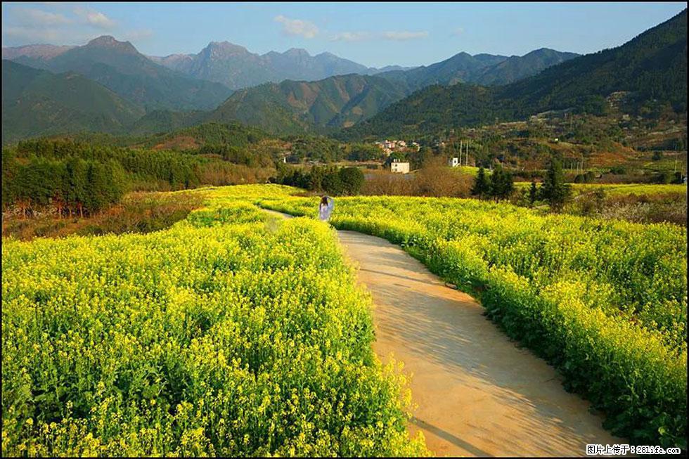 【春天,广西桂林灌阳县向您发出邀请!】长坪村油菜盛情花开 - 游山玩水 - 临汾生活社区 - 临汾28生活网 linfen.28life.net