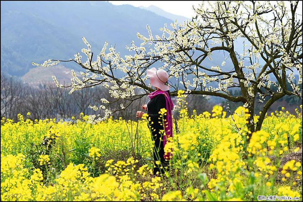 【春天,广西桂林灌阳县向您发出邀请!】长坪村油菜盛情花开 - 游山玩水 - 临汾生活社区 - 临汾28生活网 linfen.28life.net