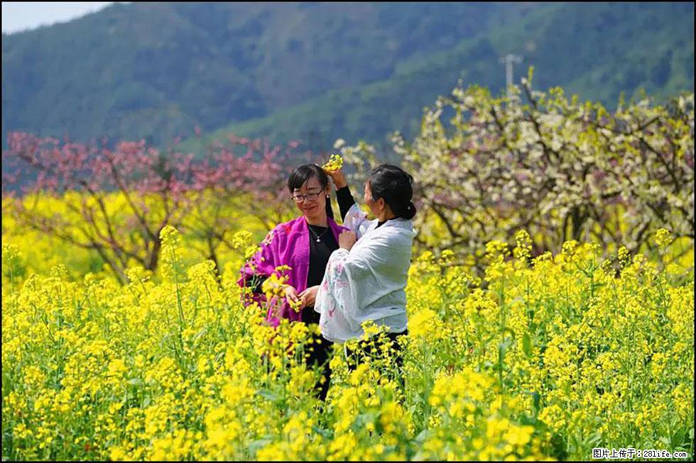 【春天,广西桂林灌阳县向您发出邀请!】长坪村油菜盛情花开 - 游山玩水 - 临汾生活社区 - 临汾28生活网 linfen.28life.net