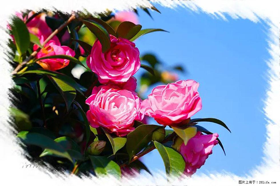 【春天，广西桂林灌阳县向您发出邀请！】杨柳井茶花惹人爱 - 游山玩水 - 临汾生活社区 - 临汾28生活网 linfen.28life.net