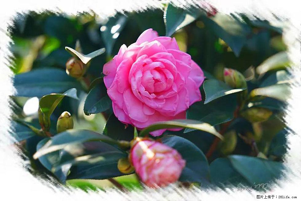 【春天，广西桂林灌阳县向您发出邀请！】杨柳井茶花惹人爱 - 游山玩水 - 临汾生活社区 - 临汾28生活网 linfen.28life.net