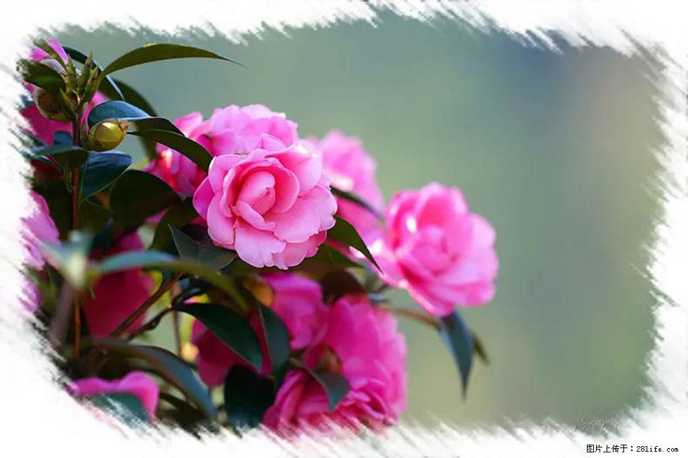 【春天，广西桂林灌阳县向您发出邀请！】杨柳井茶花惹人爱 - 游山玩水 - 临汾生活社区 - 临汾28生活网 linfen.28life.net