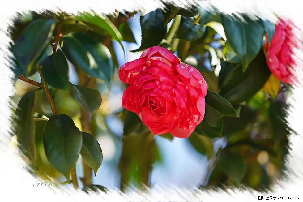 【春天，广西桂林灌阳县向您发出邀请！】杨柳井茶花惹人爱 - 游山玩水 - 临汾生活社区 - 临汾28生活网 linfen.28life.net