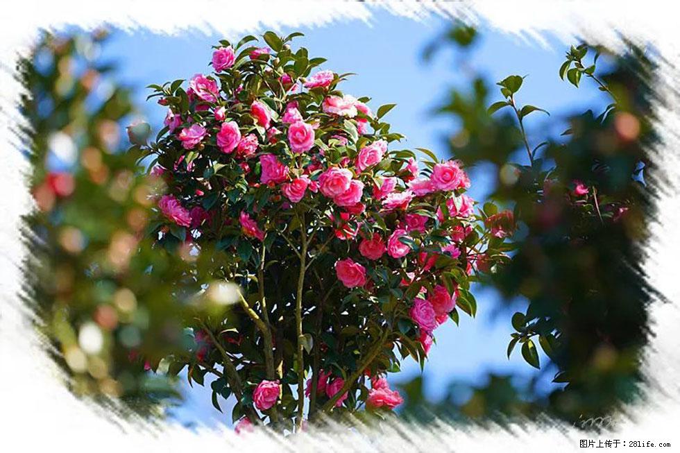【春天，广西桂林灌阳县向您发出邀请！】杨柳井茶花惹人爱 - 游山玩水 - 临汾生活社区 - 临汾28生活网 linfen.28life.net