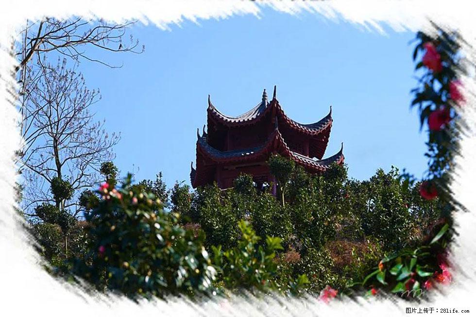【春天，广西桂林灌阳县向您发出邀请！】杨柳井茶花惹人爱 - 游山玩水 - 临汾生活社区 - 临汾28生活网 linfen.28life.net
