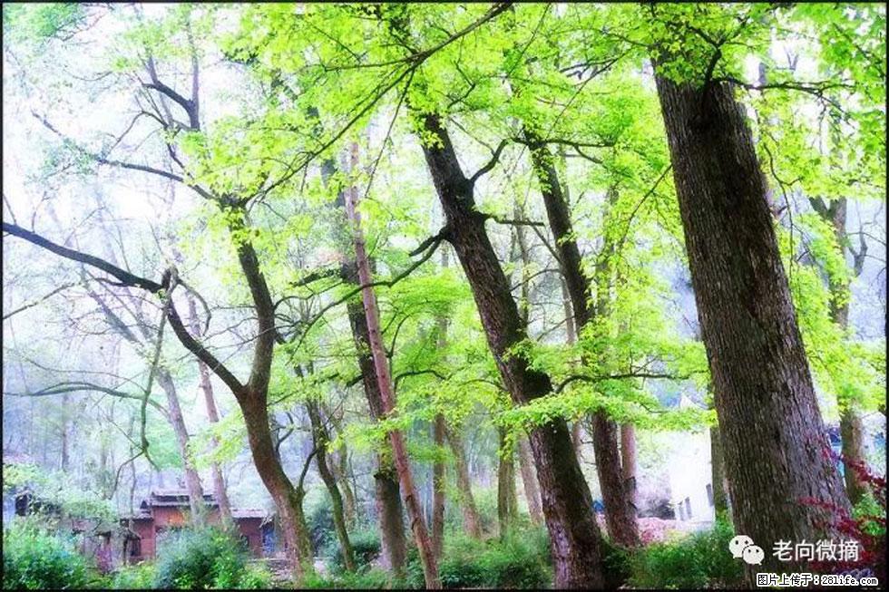 【春天,广西桂林灌阳县向您发出邀请!】在小龙村与春天约会 - 游山玩水 - 临汾生活社区 - 临汾28生活网 linfen.28life.net