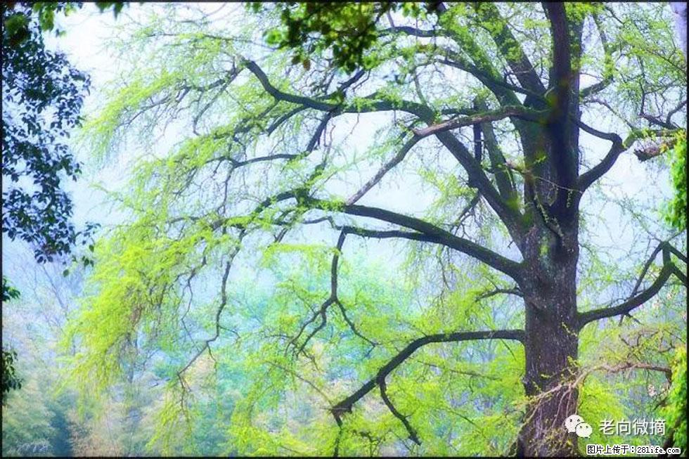 【春天,广西桂林灌阳县向您发出邀请!】在小龙村与春天约会 - 游山玩水 - 临汾生活社区 - 临汾28生活网 linfen.28life.net