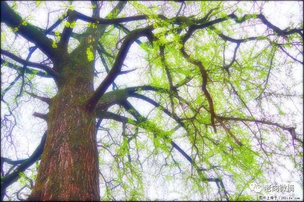 【春天,广西桂林灌阳县向您发出邀请!】在小龙村与春天约会 - 游山玩水 - 临汾生活社区 - 临汾28生活网 linfen.28life.net