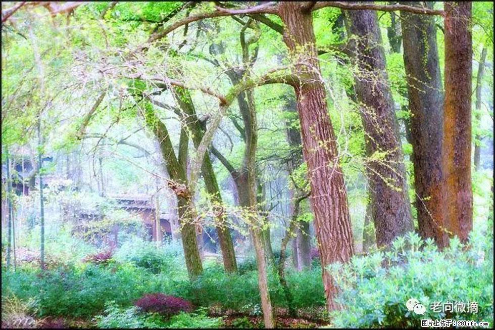 【春天,广西桂林灌阳县向您发出邀请!】在小龙村与春天约会 - 游山玩水 - 临汾生活社区 - 临汾28生活网 linfen.28life.net
