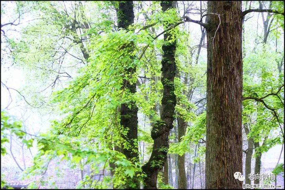 【春天,广西桂林灌阳县向您发出邀请!】在小龙村与春天约会 - 游山玩水 - 临汾生活社区 - 临汾28生活网 linfen.28life.net