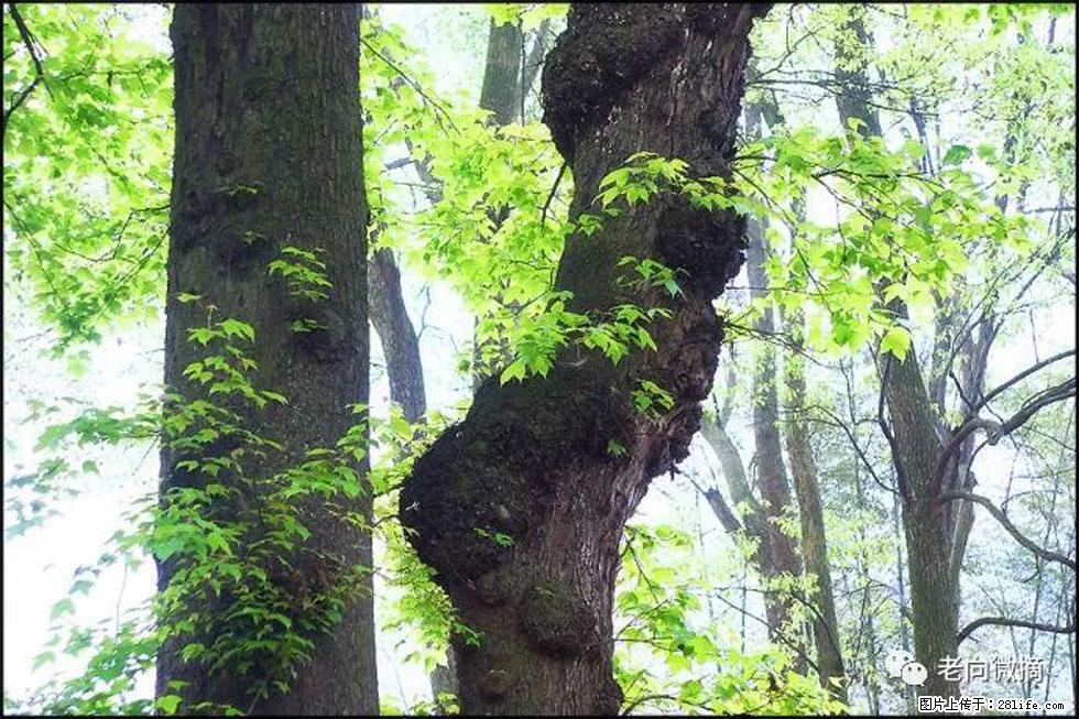 【春天,广西桂林灌阳县向您发出邀请!】在小龙村与春天约会 - 游山玩水 - 临汾生活社区 - 临汾28生活网 linfen.28life.net