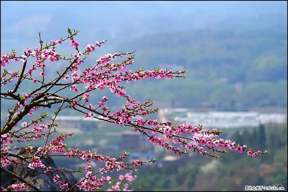 【春天，广西桂林灌阳县向您发出邀请！】望月岭上桃花开 - 游山玩水 - 临汾生活社区 - 临汾28生活网 linfen.28life.net