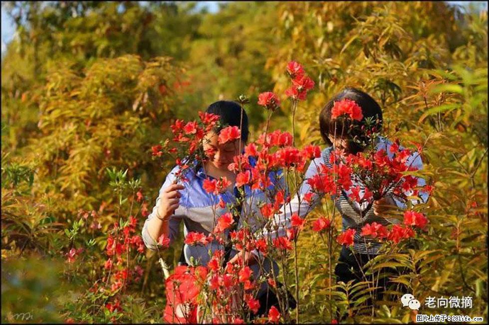 【春天，广西桂林灌阳县向您发出邀请！】登麒麟山，相约映山红 - 游山玩水 - 临汾生活社区 - 临汾28生活网 linfen.28life.net