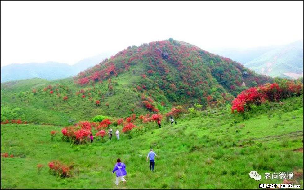 【春天，广西桂林灌阳县向您发出邀请！】宝盖山上映山红 - 游山玩水 - 临汾生活社区 - 临汾28生活网 linfen.28life.net