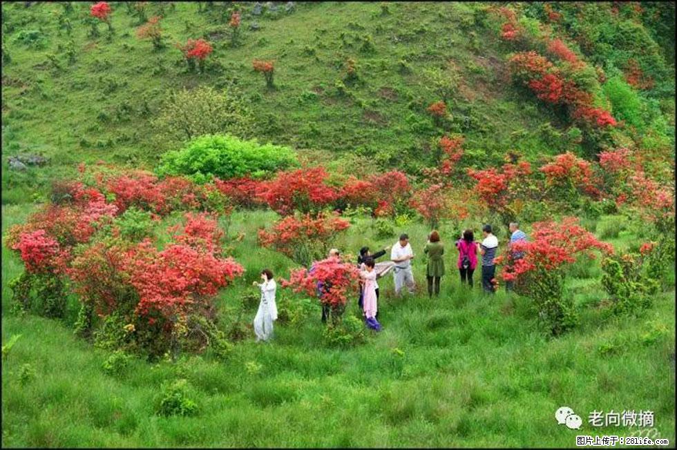 【春天，广西桂林灌阳县向您发出邀请！】宝盖山上映山红 - 游山玩水 - 临汾生活社区 - 临汾28生活网 linfen.28life.net