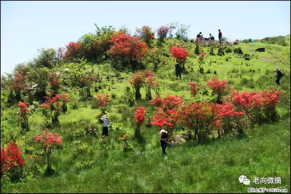【春天，广西桂林灌阳县向您发出邀请！】宝盖山上映山红 - 游山玩水 - 临汾生活社区 - 临汾28生活网 linfen.28life.net