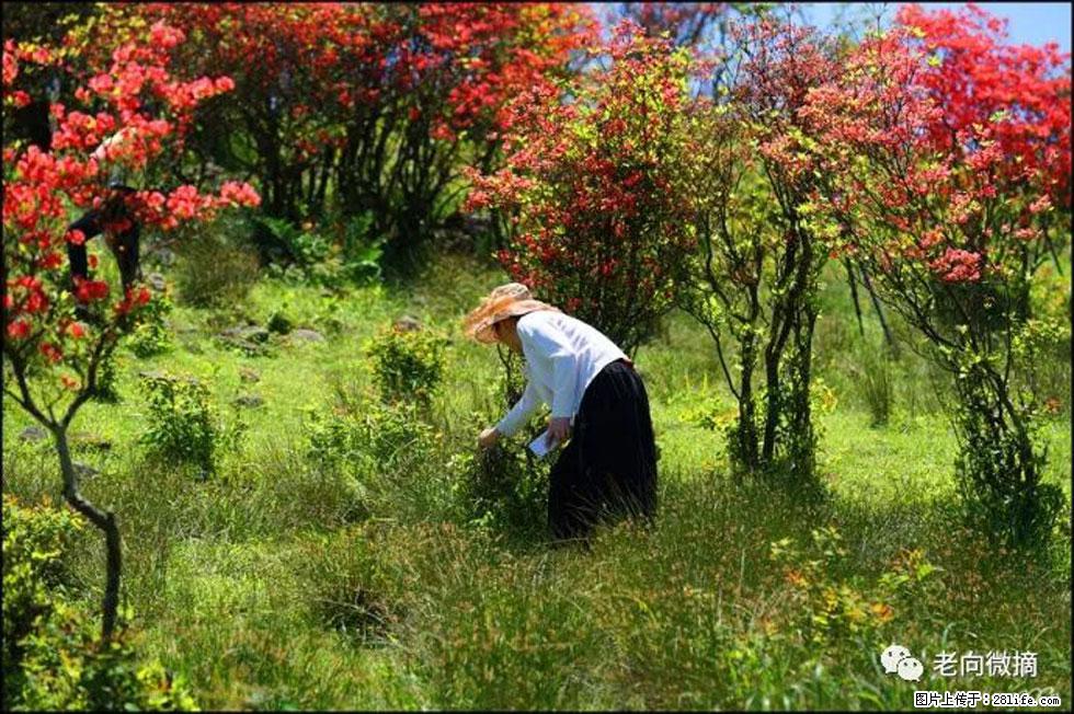 【春天，广西桂林灌阳县向您发出邀请！】宝盖山上映山红 - 游山玩水 - 临汾生活社区 - 临汾28生活网 linfen.28life.net