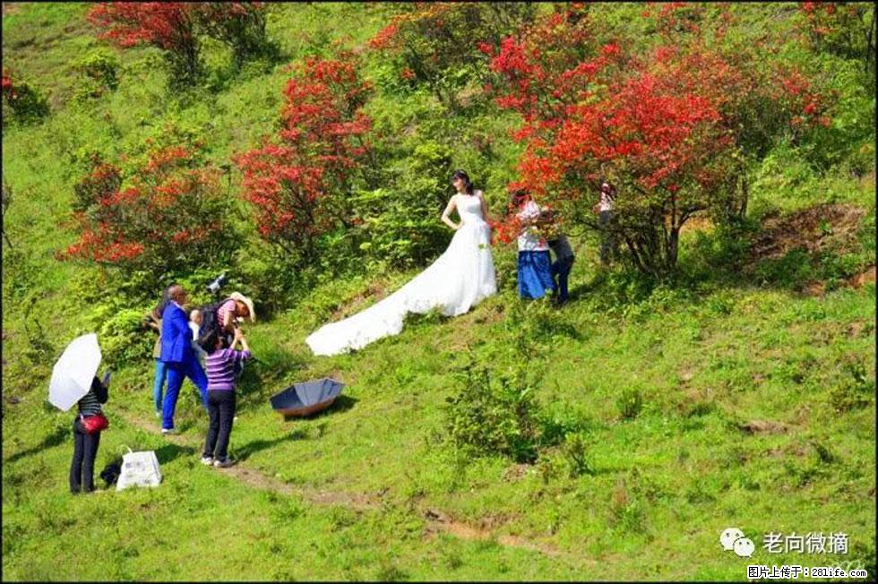 【春天，广西桂林灌阳县向您发出邀请！】宝盖山上映山红 - 游山玩水 - 临汾生活社区 - 临汾28生活网 linfen.28life.net