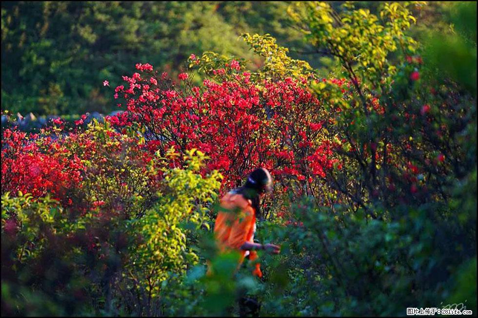 【春天，广西桂林灌阳县向您发出邀请！】春木界上映山红 - 游山玩水 - 临汾生活社区 - 临汾28生活网 linfen.28life.net