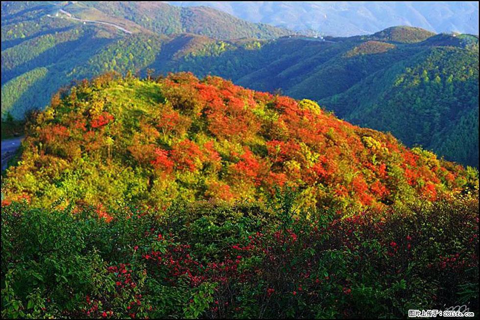 【春天，广西桂林灌阳县向您发出邀请！】春木界上映山红 - 游山玩水 - 临汾生活社区 - 临汾28生活网 linfen.28life.net
