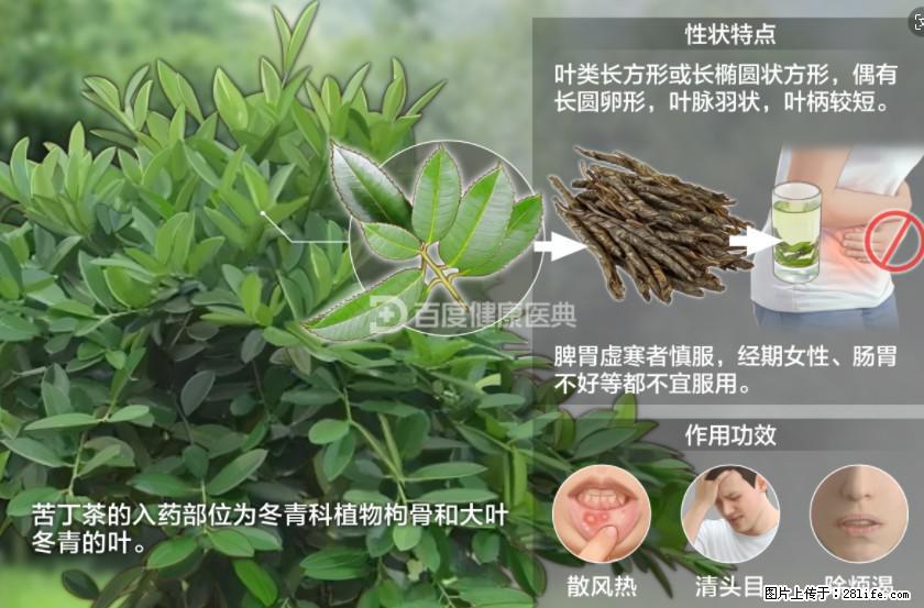 苦丁茶有哪些功效和作用 - 生活百科 - 临汾生活社区 - 临汾28生活网 linfen.28life.net