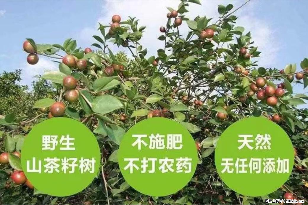 【灌阳县油茶产业示范区】一个有着充实的精神生活的人，对待身外之物自会有一种淡泊的态度 - 土特产 - 饮食特产 - 临汾分类信息 - 临汾28生活网 linfen.28life.net