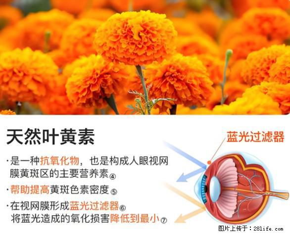 叶黄素有什么功效和作用 - 生活百科 - 临汾生活社区 - 临汾28生活网 linfen.28life.net
