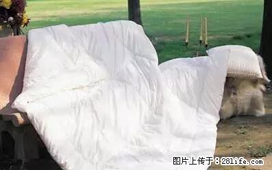 被子有异味？只要这样做，比晒太阳还强100倍！ - 家居生活 - 临汾生活社区 - 临汾28生活网 linfen.28life.net