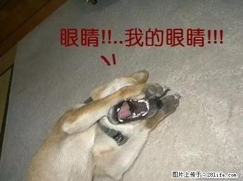 笑癫了！一女的怀孕三年未生，他终于忍不住了... - 娱乐八卦 - 临汾生活社区 - 临汾28生活网 linfen.28life.net