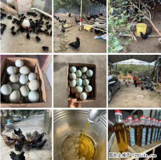油茶园从小鸡仔开始养起的纯土鸡、土鸡蛋可以预定啦！还有前几天刚榨的纯山茶油哦 - 临汾28生活网 linfen.28life.net