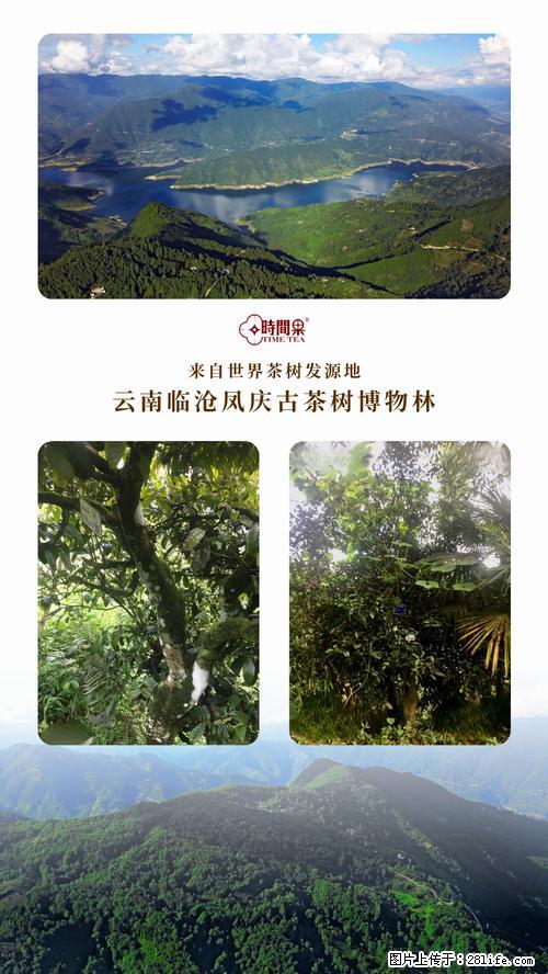 时间果百年古树2025年春红茶 - 购物交流 - 临汾生活社区 - 临汾28生活网 linfen.28life.net