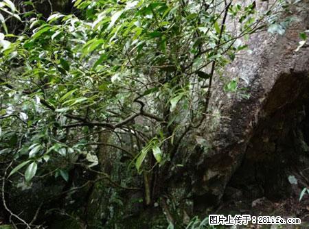 平乐石崖茶，珍贵仅次于金花茶 - 临汾生活资讯 - 临汾28生活网 linfen.28life.net