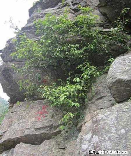 平乐石崖茶，珍贵仅次于金花茶 - 临汾生活资讯 - 临汾28生活网 linfen.28life.net