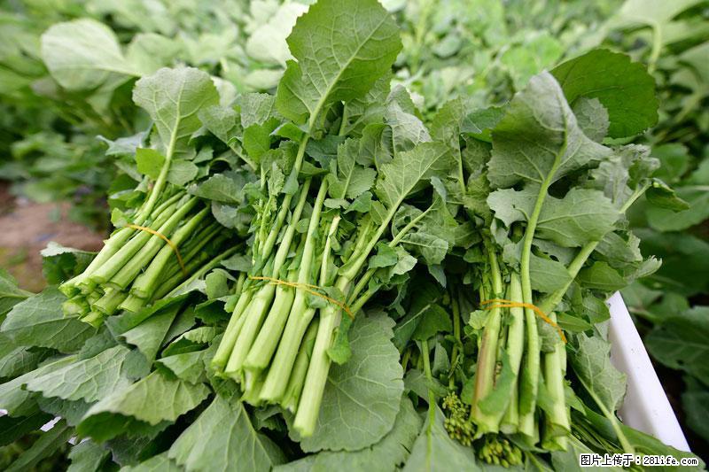 这些蔬菜是“天然钙片”，这6种被医生重点推荐 - 临汾生活资讯 - 临汾28生活网 linfen.28life.net
